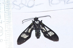 Cosmosoma xanthosticta