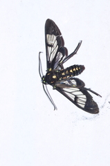 Cosmosoma xanthosticta