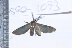 Psoloptera leucosticta