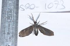 Psoloptera leucosticta