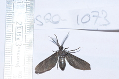 Psoloptera leucosticta