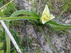 Iris palaestina