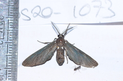 Psoloptera leucosticta