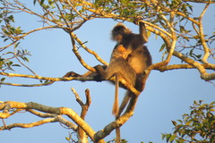 Trachypithecus cristatus