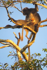 Trachypithecus cristatus