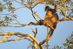 Trachypithecus cristatus
