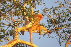 Trachypithecus cristatus