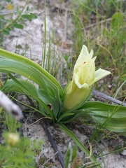 Iris palaestina