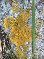 Xanthoria parietina