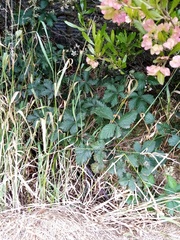Rubus echinatus