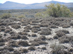 Artemisia pedatifida