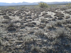 Artemisia pedatifida