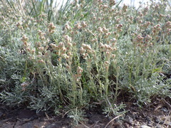 Artemisia pedatifida