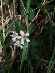 Rubus echinatus
