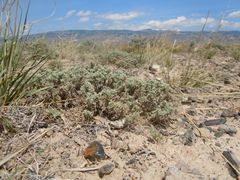 Artemisia pedatifida