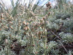 Artemisia pedatifida
