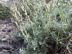Artemisia pedatifida