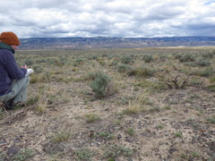 Artemisia pedatifida
