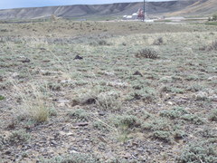 Artemisia pedatifida