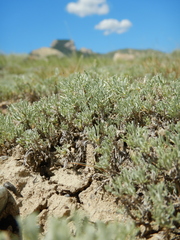 Artemisia pedatifida