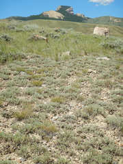 Artemisia pedatifida