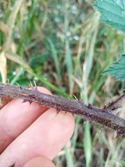Rubus echinatus
