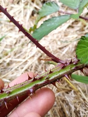 Rubus echinatus