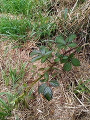 Rubus echinatus