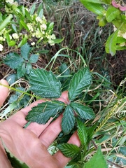 Rubus echinatus