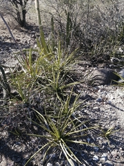 Agave datylio