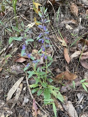 Ajuga australis