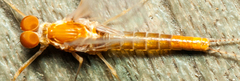 Ephemeroptera