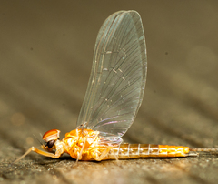 Ephemeroptera