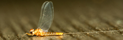 Ephemeroptera