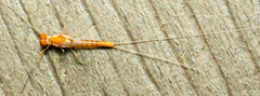 Ephemeroptera