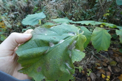 Phyllactinia guttata