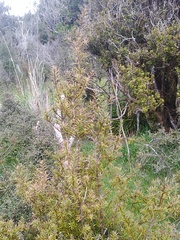 Podocarpus totara waihoensis