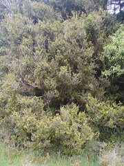 Podocarpus totara waihoensis