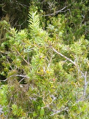 Podocarpus totara waihoensis