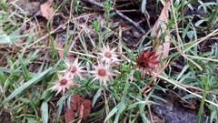 Noticastrum