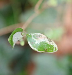 Phytomyza aprilina