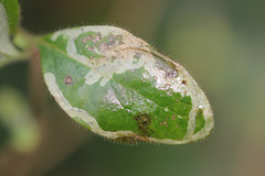Phytomyza aprilina