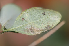 Phytomyza aprilina