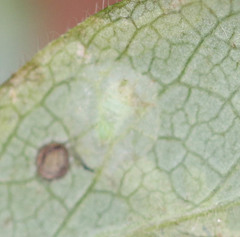 Phytomyza aprilina