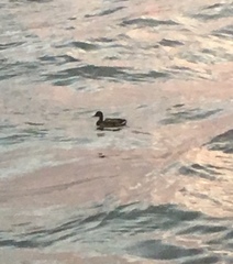 Anas platyrhynchos