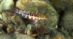 Serranus baldwini
