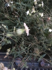 Silene latifolia