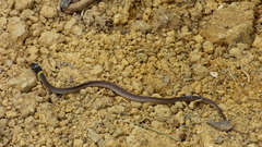 Erythrolamprus macrosomus