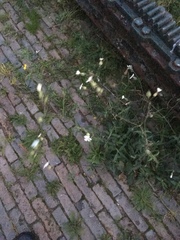 Silene latifolia