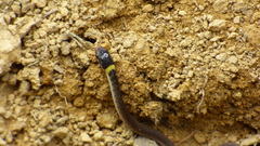 Erythrolamprus macrosomus